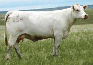 09 192.01 Selling ¾ Interest and Full Possession in this outstanding ET bull calf. One of the highlights of the whole sale may very well be this superb herd sire prospect!