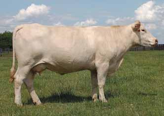 Many have thought 488 was one of the best daughters of the great legend D029. This top rated producer will undoubtedly head to an ET program.