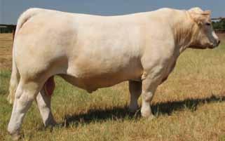 Bamboo Road Word Carey LOF MARIGOLD CHARM 60M Dam of lot 52 OHF TRADITION E919 Donor dam to lot 53 embryos M6 BELLS & WHISTLES 258 P Sire of lot 54 embryos Page 16 52 BAMBOO MARIGOLD CHARM 181 ET