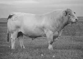 Semen is located at Champion Genetics, Catnotn, Texas. Buyer is responsible for all shipping expenses and signings.