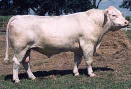 Consigned by: Jason Littleton 58 wcr sir fa fac 2244 SELLING FIVE UNITS M434790 2244 has been used in 204 herds; has 1,658 registered progeny and 874 daughters are in production.