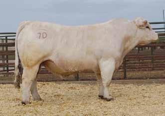 PRE-SORTED FIRST CLASS U.S. POSTAGE P A I D SLATE GROUP 62 Pick of bhd zen x270 heifers Zen daughters have proven to be outstanding brood cows! Excellent udder quality and size.