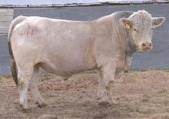 A well-stacked, very proven pedigree that also includes the G1520 a former AICA Marbling Trait Leader. His dam has been a very successful donor cow in DeBruycker s ET program.