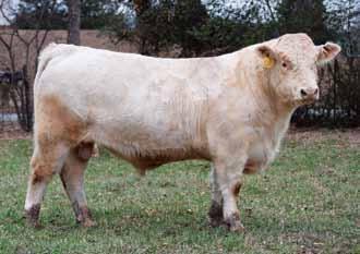 PERFECT F78 LHD MS PERFECT M65 TW LHD MS BELLRULER K1099 3.2 2.3 32 64 8 2.8 24 1.6 22 0.59 0.025 0.21 209.54 Selling ¾ Interest and Full Possession, Fertility Tested.
