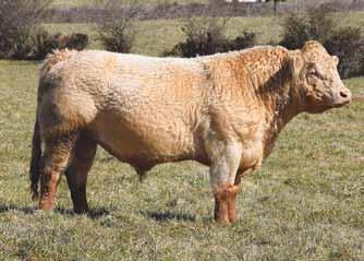 47ETP VCR MISS MAC IV 609 PLD 1.5 2.1 26 42 15 4.2 28 0.9 Fertility tested, selling Full Interest and Full Possession. Tremendous eye-appeal and style in this very deep-bodied, heavy muscled bull.