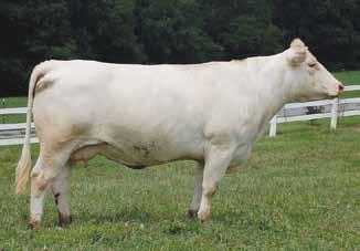 A magnificent donor cow with epic pedigree of proven Charolais genetics. Her dam 5003, has been the stalwart of the Kyle Reaves program and has provided some of the top genetics in the breed.
