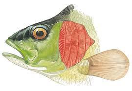 BREATHING Internal Gills When a fish breathes, it draws in a mouthful of water at regular