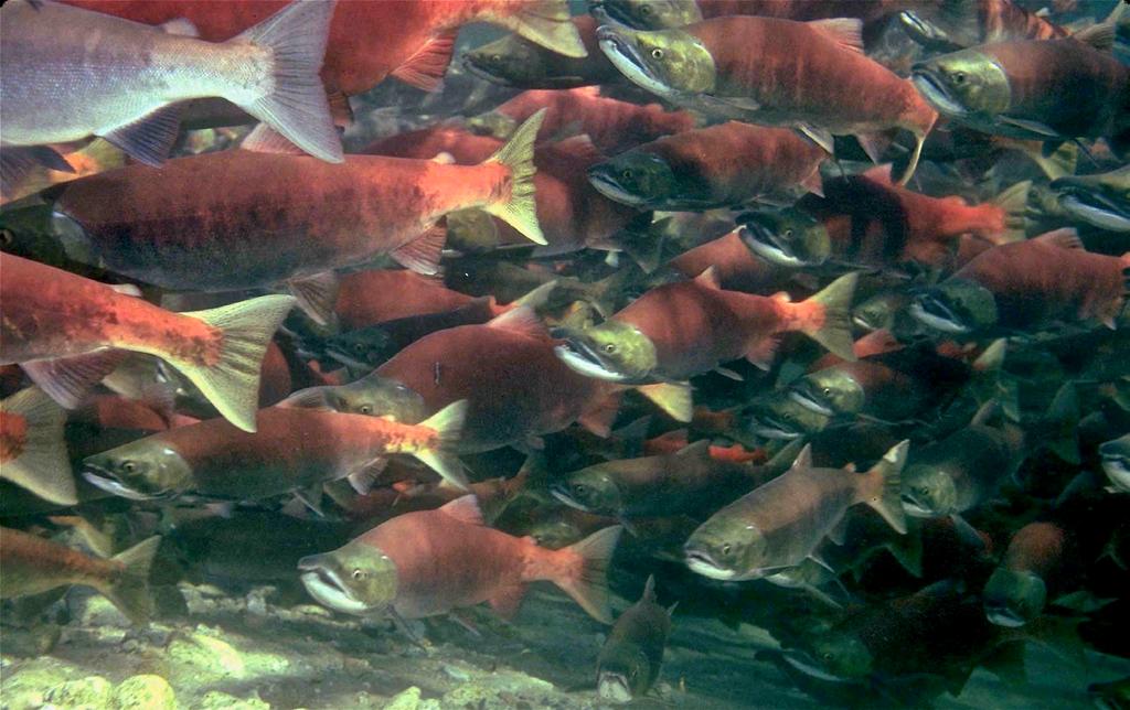 Do pink salmon affect the structure of the North Pacific ecosystem and contribute to declining Chinook salmon populations in Alaska?