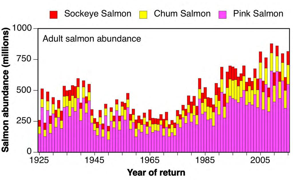 Pink Salmon Dominate Pacific Salmon Numbers 500 million pinks/yr, 2005-2015 Pinks nearly