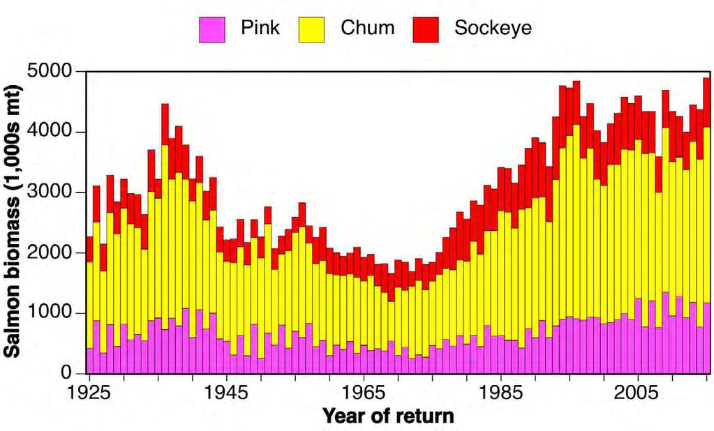 Chum Salmon Dominate Adult & Immature Biomass Capacity reached?