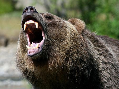 Government Action Fisheries Grizzly hunt, access, land sales Chronic Wasting Disease--shutting down, once and for all,