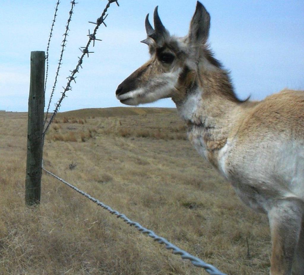 Antelope Corridor Enhancement Entering its 10 th year northern-most distribution in Alberta annual migrations narrow passages en-route to key seasonal ranges Barbed wire/page fences create great