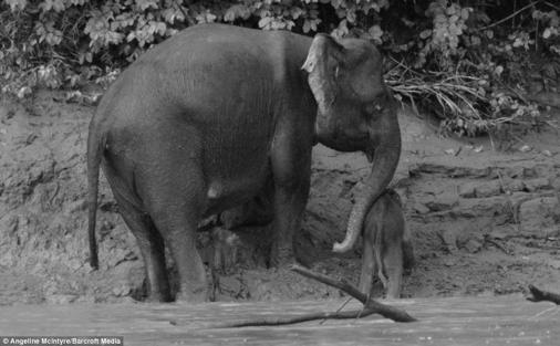 It can happen to anyone Have you heard the story of a baby elephant when it had to be rescued by its mother from a lake? Stuck in the mud!