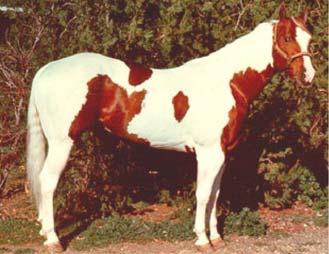 9. Which two are examples of the tobiano?