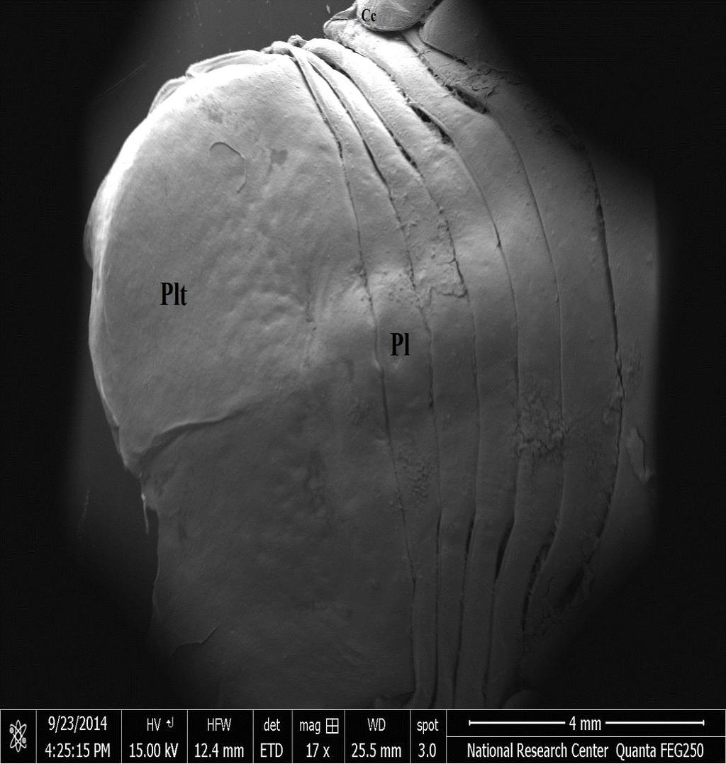 showing Antennule (Au) antenna(a) and pereopods(