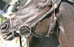 the following: a) details of any relevant examination(s) of the horse in question; b) explanation of why the use of the Cornell Collar is appropriate and justified in the circumstances; c)