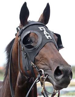 Proper application: Blinkers/Visor Blinkers must be worn under bridle and have buckles or interlocking clips.