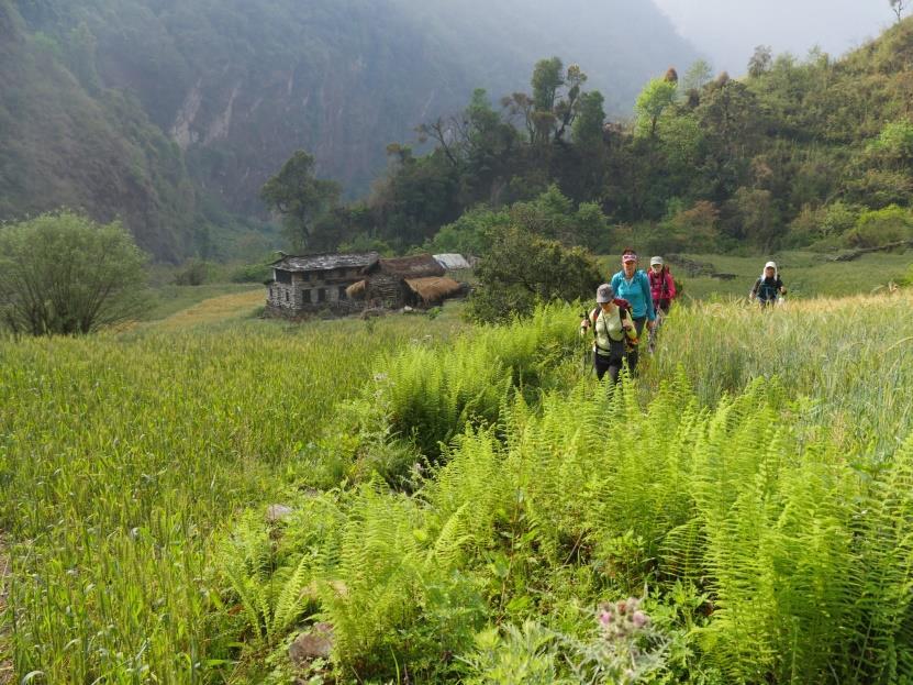 We follow the trail through tracts of ancient forest and emerge into small villages with lush green crops The trekking days are moderately strenuous in nature.