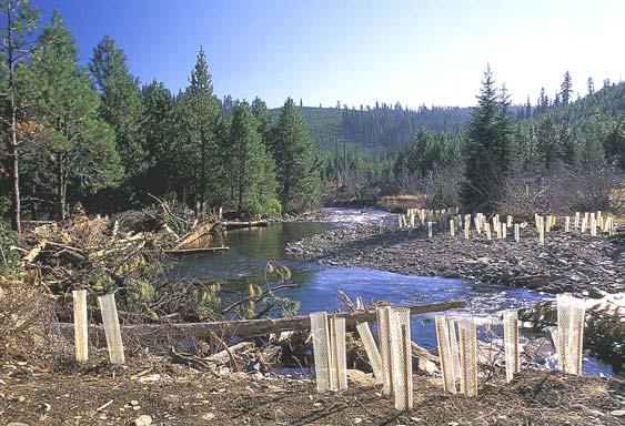 Through the course of the project, more than 50,000 native plants will be installed and over 3,000 whole trees will be added instream to provide much needed instream habitat and channel stability.