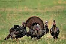 Agricultural producers often blame turkeys for damage because of their presence in a field that may have been damaged by other species or causes.