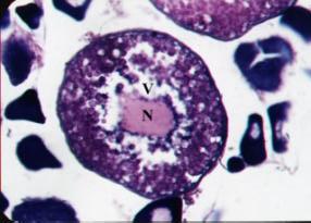 areolatus showing the well developed membrane (M), oval rounded yolk globules