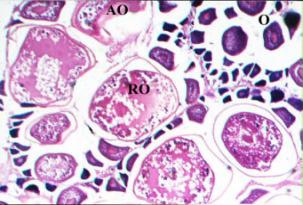 (RO) atretic oocyte (AO) and few numbers of oocytes in different