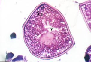 oocyte membrane (M) in L.