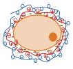 Celica z negativno nabito celično membrano Polikation Slika 3: Oblaganje celic z metodo plastenja. Figure 3: Layer by layer nanoencapsulation of cells.