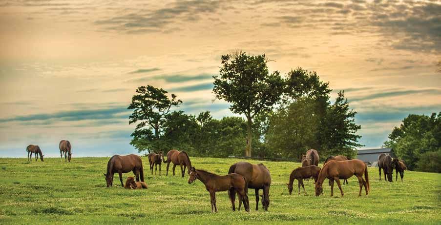 Juddmonte Farms encompasses some 1,500 acres, home to a carefully cultivated group of broodmares and their foals. The trees at Juddmonte Farms speak a language of tranquility.