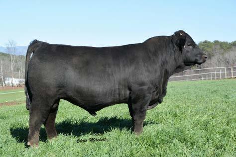 43 This calf has great genetic potential, having come from outstanding Angus and Braunvieh backgrounds. He is moderate framed and very well balanced!
