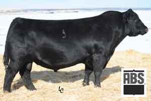 Reference Sires HOOVER DAM Bull 16124994 8-0.