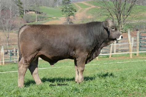 A thick butted, stout made Braunvieh Bull with lots of middle that has little different pedigree than most that are carrying the homo black, homo polled gene.