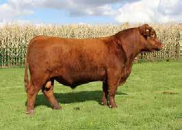 REFERENCE SIRE Red NCJ Moonshine 21Z Reg # (Cdn) 1682895 5 SONS SELL Crowfoot 6004S Red Lazy MC Gridiron 66S + S: Red Crowfoot Moonshine 8081U + D: Red lazy MC Miss 1U Red Crowfoot Brndina 6359S Red
