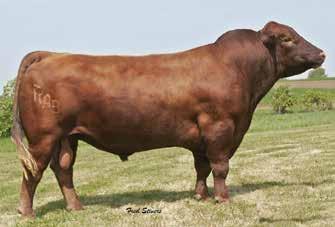 REFERENCE SIRE 3 SONS SELL Red Bieber Makin Hay 9913 + Reg # (Cdn) 1431829 Red BJR Make My Day 981 + Red Bieber Titan 6894 S: Red Bieber Make Mimi 7249 + D: Red Bieber Adelle 8958 + Red Bieber Sirena