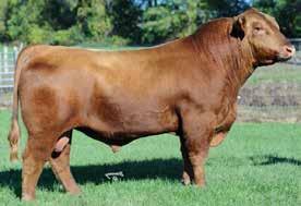 REFERENCE SIRE Red Lazy MC Honky Tonk 11X + Reg # (Cdn) 1554653 3 SONS SELL Red Lazy MC Stout 30S Crowfoot 4130P S: Red Lazy MC Cowboy Cut 26U + D: Red YY Patty 701T + Red Lazy MC Star 185M + Red BWA
