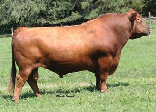 REFERENCE SIRE 3 SONS SELL Red LJC Mission Statement P27 + Reg # (Cdn) 1318819 Red Beckton Lancer T A664 + Red Holden Hi Ho 753 S: Red LJC Lancer 806 D: Red LJC Hannah 106 Red LJC HB Lizzie 606 Red
