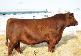 REFERENCE SIRE Red Trotters Stronghold 156 Reg # (Cdn) 1772015 4 SONS SELL Red GMRA Citadel 6109 Red Trotters Advance 140 S: Red LJT Citadel 812 D: Red LJT Pearl 579 Red RCJS Jerri Red Trotters Pearl