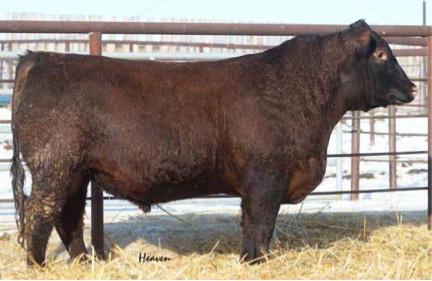 REFERENCE SIRE Red CCC Towaw Excel 34Z Reg # (Cdn) 1722070 12 SONS SELL Red Glesbar Excel 11R Red Ter-Ron Git R-Done 640S S: Red Glesbar Excel 73W D: Red Towaw Fayette 9W Red Glesbar Leah 21E Red