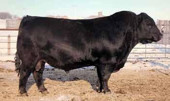 REFERENCE SIRE 1 SON SELLS Young Dale Xcaliber 32X Reg # (Cdn) 1564938 Lagrand MAF Antidote 5775 + SAV 004 Density 4336 + S: Young Dale Knock Out 134U D: Brookmore Tibbie 222T Young Dale Erica 26N