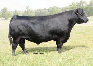 * He sires sons with moderate BW & broody fertile heifers that are easy fleshing. * Semen is no longer available in Canada & is very rare & valuable.