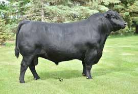 REFERENCE SIRE S TITLEST 1145 + Reg # (Cdn) 1714045 9 SONS SELL Reich Lead On 424 + Vermililion Dateline 7078(ELITE) + S: RA LINCOLN W144 + D: S Cora 572 + RA Brandy P11 HL Lady Dividend 422 EPD +16.