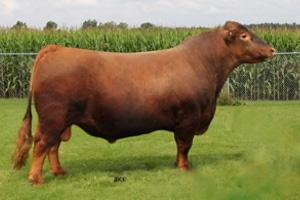 2 YEAR OLD RED & BLACK ANGUS BULLS REFERENCE SIRE 2 SONS SELL Red Lazy MC CC Cut Above 102Y + Reg # (Cdn) 1643251 Red Lazy MC Stout 39S Red Lazy MC Smash 41N + S: Red Lazy MC Cowboy Cut 26U+ D: Red