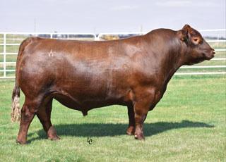 REFERENCE SIRE Red Andras New Direction R240 Reg # (Cdn) 1800159 8 SONS SELL Mytty In Focus Morgans Direction 111 9901 S: Red Andras In Focus B152 D: Red Andras Kuruba B111 Red Andras Pineta B91 Red
