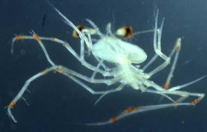 Larval dispersal from Columbretes After egg hatching,