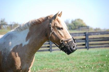 Basic Care Managing Chronic Laminitis By Connie Lechleitner May 24, 2016 Article #33392 Each morning Chrisbell Bednar of Oregonia, Ohio, brings her 16 year old mare, Brynn, in from overnight grazing