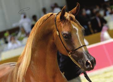 Section B was won by D Khattaf (Royal Colours x D Jowan). The second place went to D Mshary (QR Marc x FT Shaella).