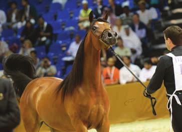 The Top place in the category of two-year-old colts was won by the outstanding Moharib Al Khazna (Ab Jamil La Piana x Caterina FM) owned