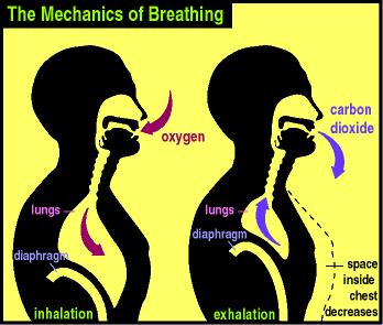 OXYGEN THERAPY Learning guide OXYGEN is one component of the air that is all around us. It is a colorless, odorless, tasteless gas that forms 21% of our atmosphere.