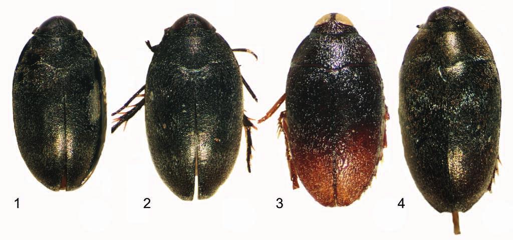 144 Koleopt. Rdsch. 80 (2010) Figs. 1 4: Habitus, 1) Pseudeucinetus javanicus, male, holotype; 2) same, female, paratype; 3) P. solomonicus, male, holotype; 4) same, female, paratype.