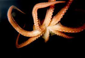 Squid, octopus, nautilus 70% of world mollusc